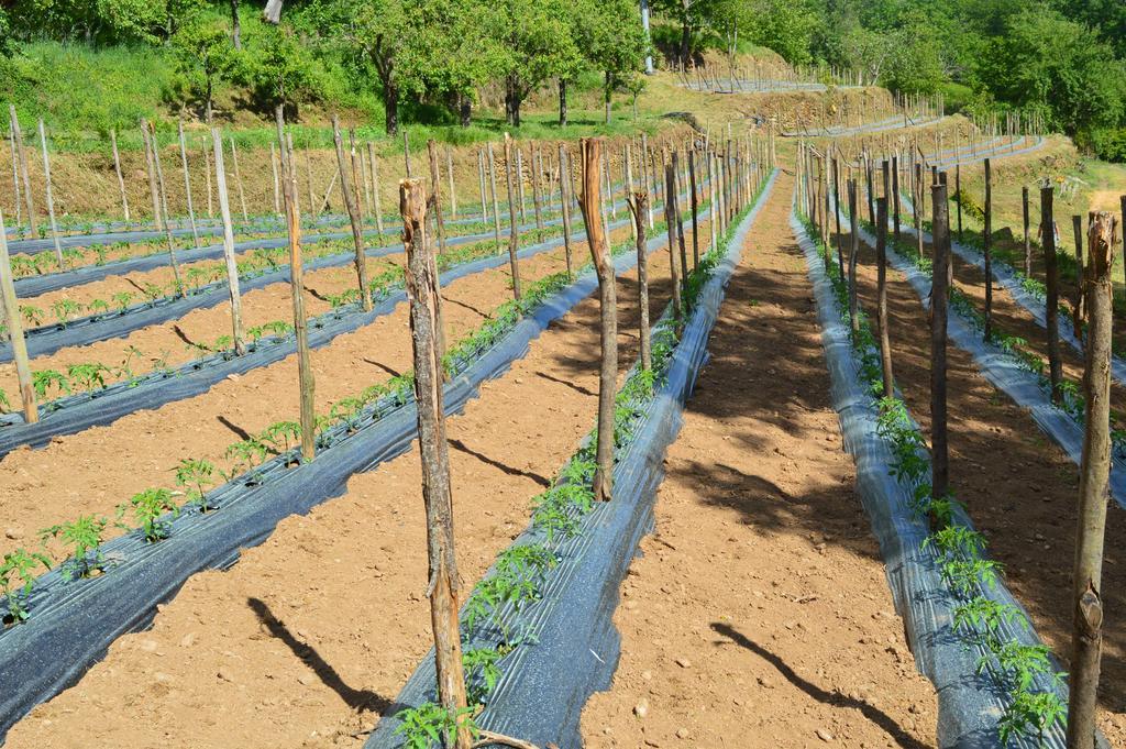 Agriturismo E Turre Serrastretta Екстер'єр фото